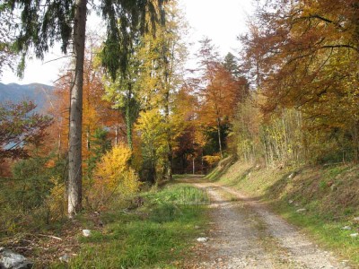 bois-lutherie-sous-bois-alpin-automne