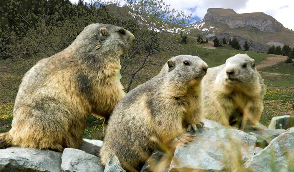 les pianos d'altitudes hibernent en automne contrairement aux marmottes