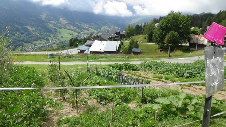 Potager alpin, entrez, c'est tout vert! les pianos sont accordés et affutés pour les stages musicaux de l'été 2020