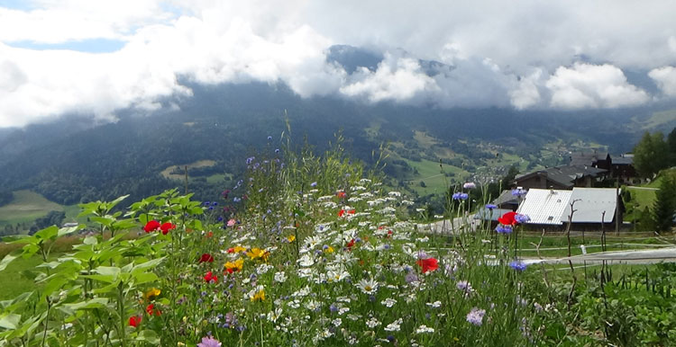 Jardin alpin et stages musicaux dont piano, à Doucy les meurs, Tarantaise, Savoie