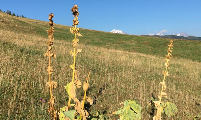 Col des Aravis 24 juillet 2022