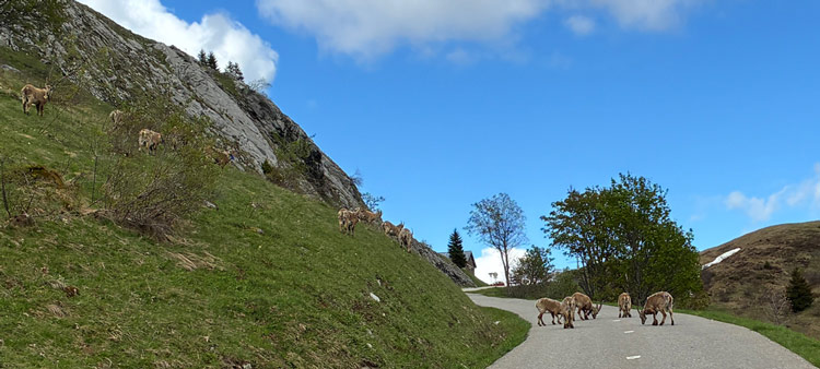 Barrage de la route du col de la Colombière par le gang des chèvres et collecte de la gabelle après aval des goûteurs