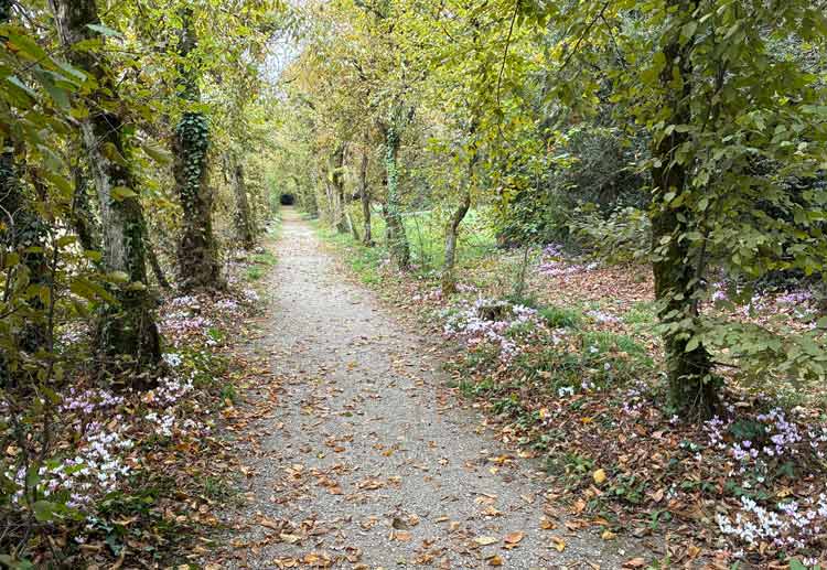 All&eacute;e des Charmilles, plant&eacute;es par Voltaire dans son Ch&acirc;teau &agrave; Ferney, Pays de gex